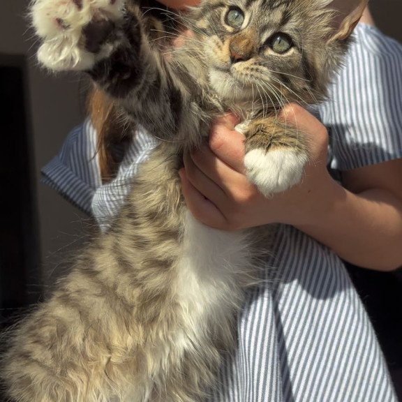 Maine Coon EZ Zabava