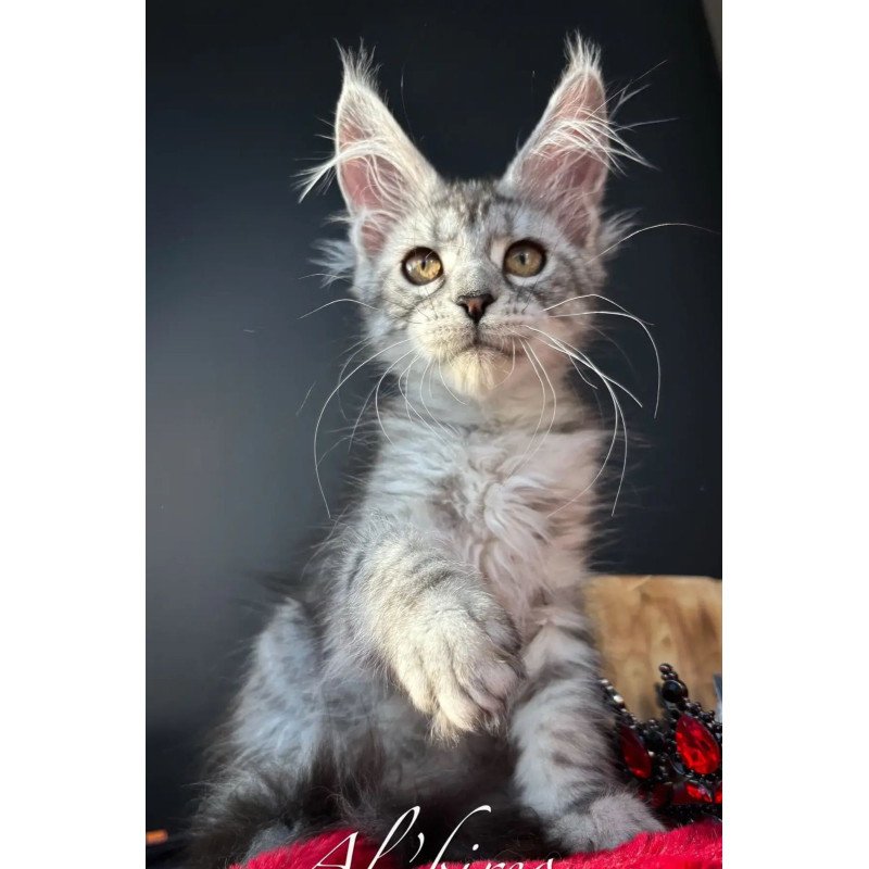 Maine Coon EZ Alice