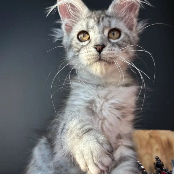 Maine Coon EZ Alice