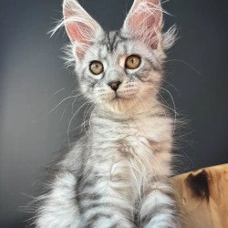 Maine Coon EZ Alice