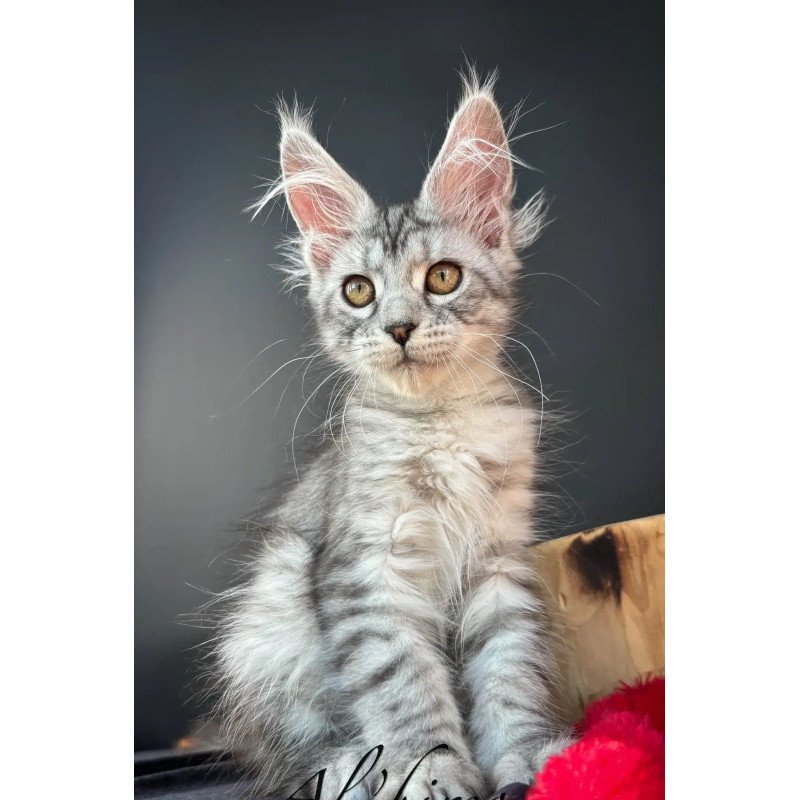 Maine Coon EZ Alice
