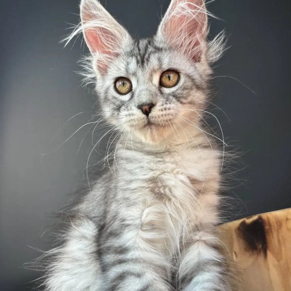 Maine Coon EZ Alice