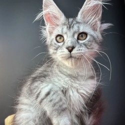 Maine Coon EZ Alice