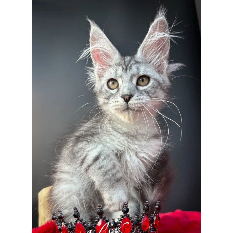 Maine Coon EZ Alice