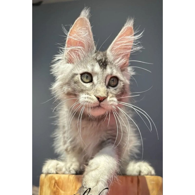 Maine Coon EZ Alex