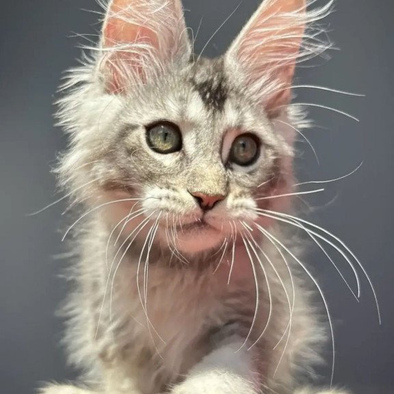 Maine Coon EZ Alex