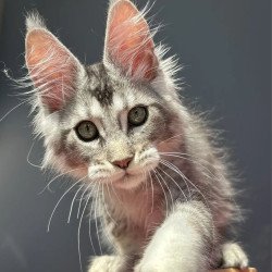 Maine Coon EZ Alex