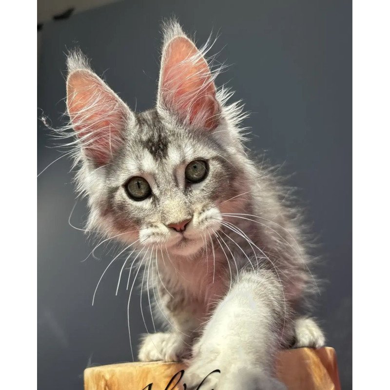 Maine Coon EZ Alex