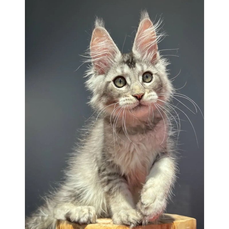 Maine Coon EZ Alex