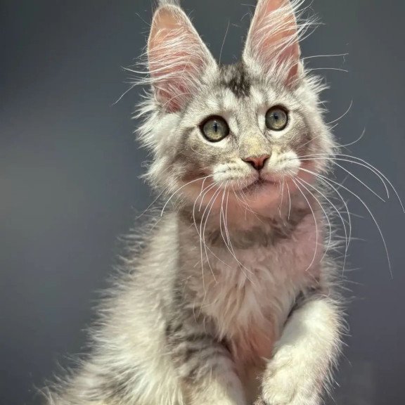 Maine Coon EZ Alex