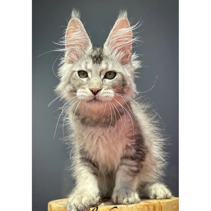Maine Coon EZ Alex