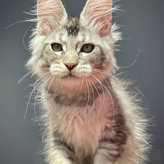 Maine Coon EZ Alex
