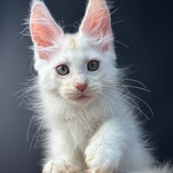 Maine Coon EZ Barmaley