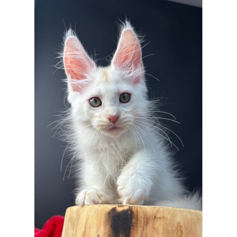 Maine Coon EZ Barmaley