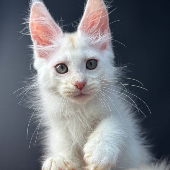Maine Coon EZ Barmaley