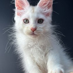 Maine Coon EZ Barmaley