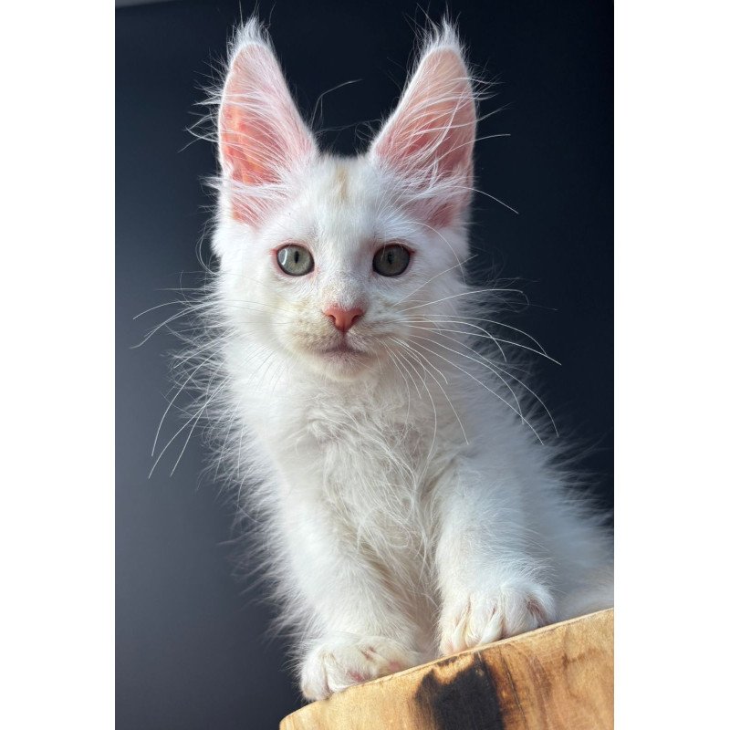 Maine Coon EZ Barmaley