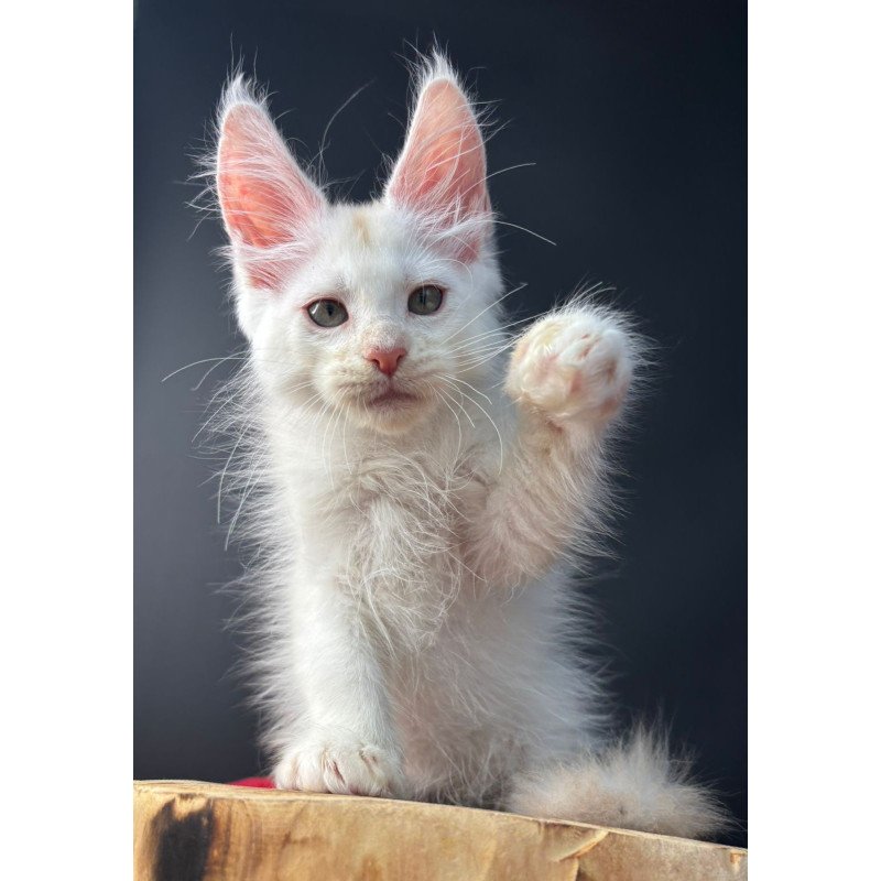 Maine Coon EZ Barmaley