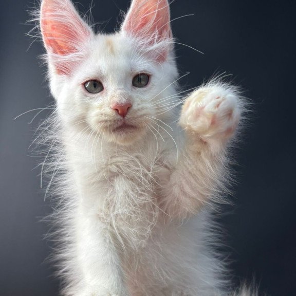 Maine Coon EZ Barmaley