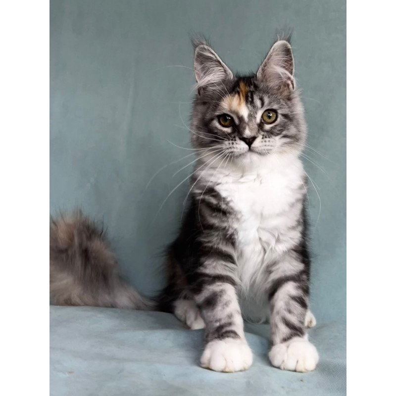 Maine Coon EZ Nestle