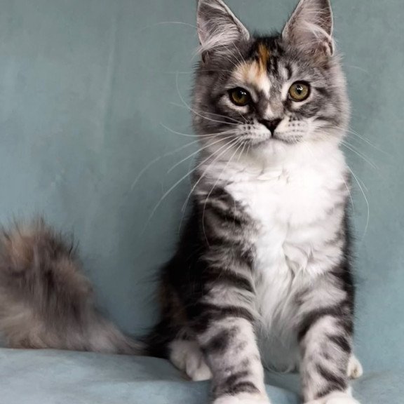 Maine Coon EZ Nestle