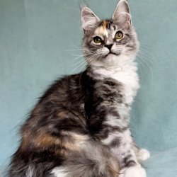 Maine Coon EZ Nestle