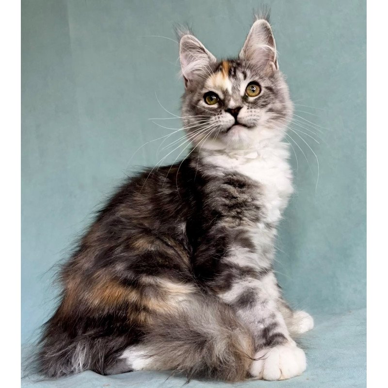 Maine Coon EZ Nestle