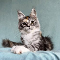 Maine Coon EZ Nestle