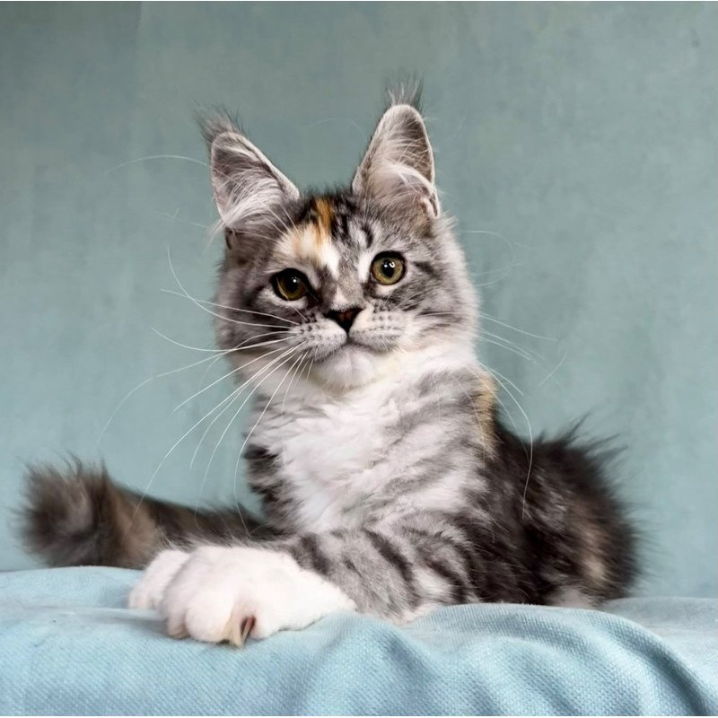 Maine Coon EZ Nestle