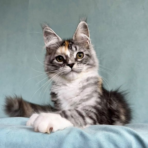 Maine Coon EZ Nestle