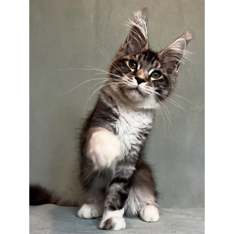 Maine Coon EZ North