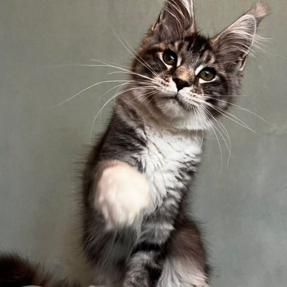 Maine Coon EZ North