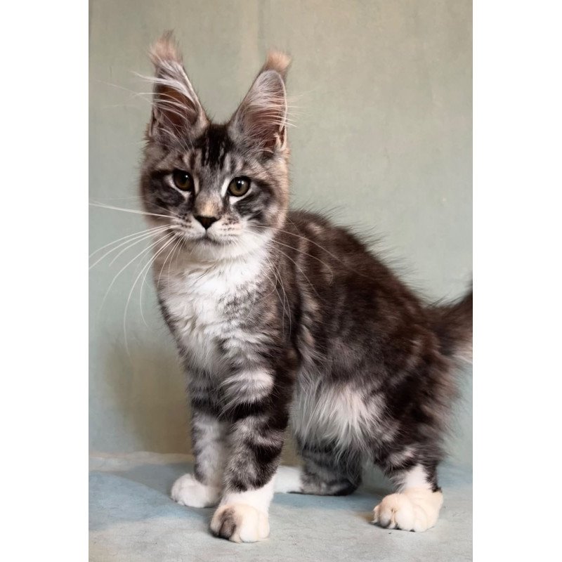 Maine Coon EZ North