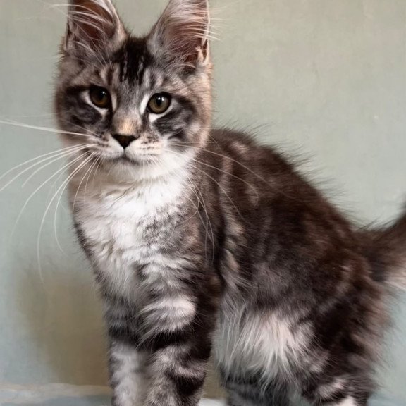 Maine Coon EZ North