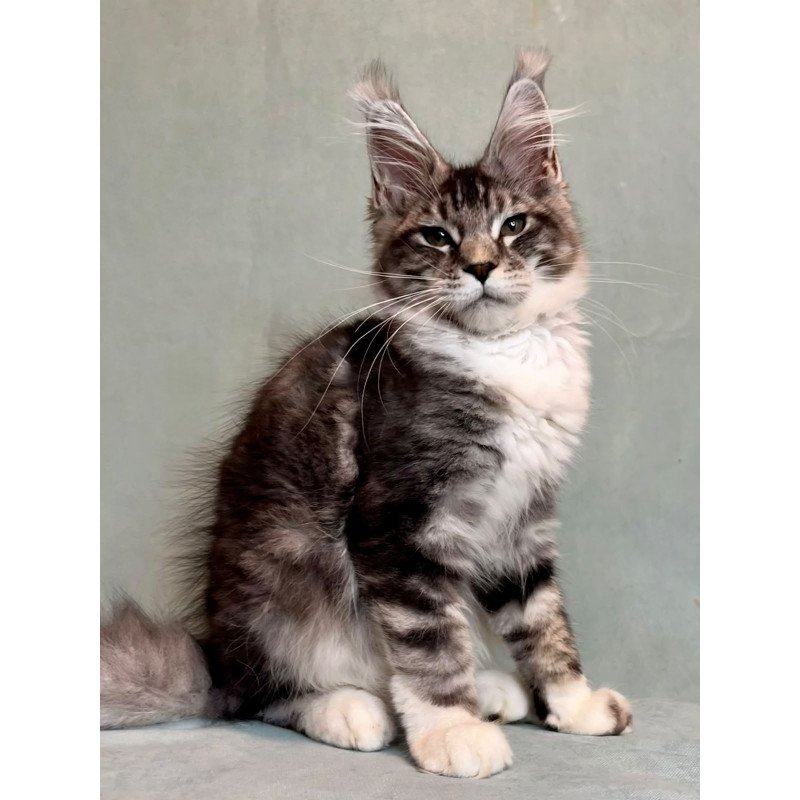 Maine Coon EZ North