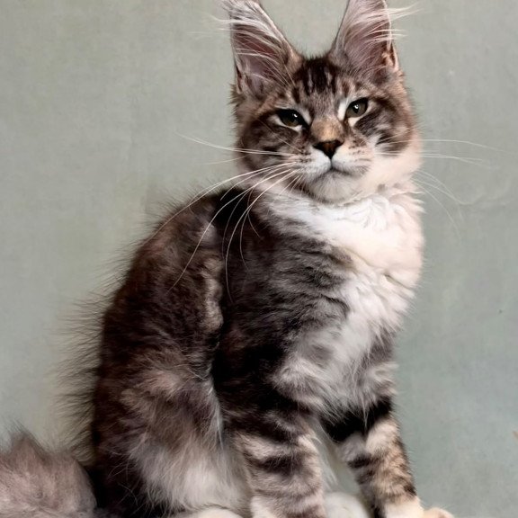 Maine Coon EZ North