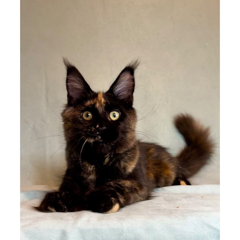 Maine Coon EZ Magic Polydactyl