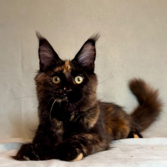 Maine Coon EZ Magic Polydactyl