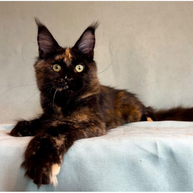 Maine Coon EZ Magic Polydactyl