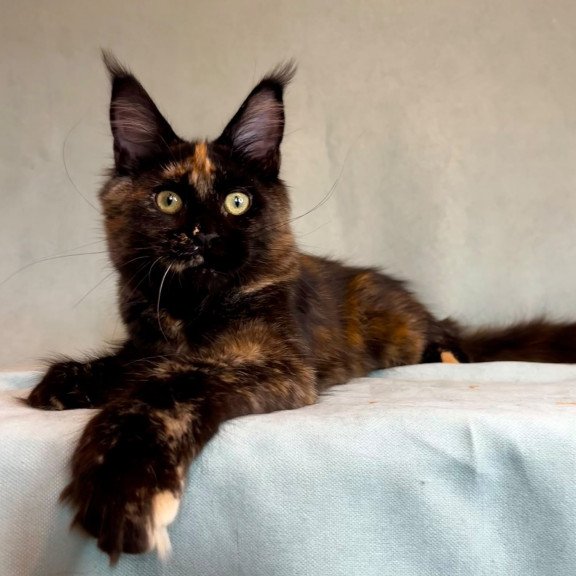 Maine Coon EZ Magic Polydactyl