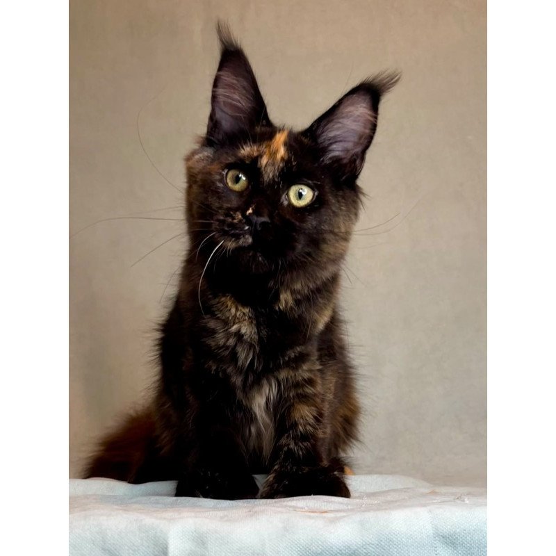 Maine Coon EZ Magic Polydactyl