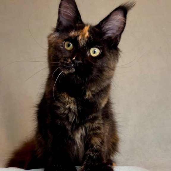 Maine Coon EZ Magic Polydactyl