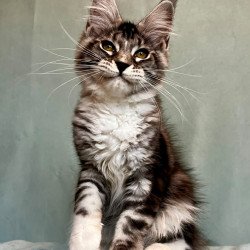 Maine Coon EZ Natan