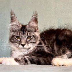 Maine Coon EZ Natan