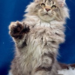 Maine Coon EZ Verona...