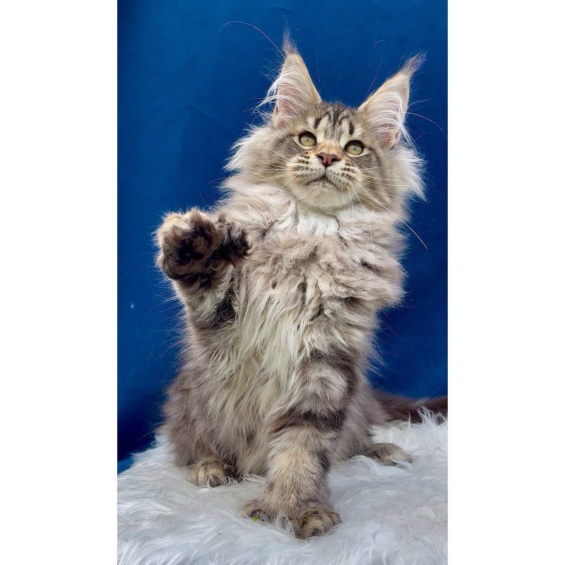 Maine Coon EZ Verona Polydactyl