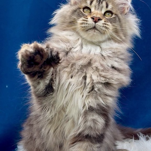 Maine Coon EZ Verona Polydactyl