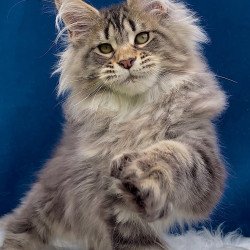 Maine Coon EZ Verona...