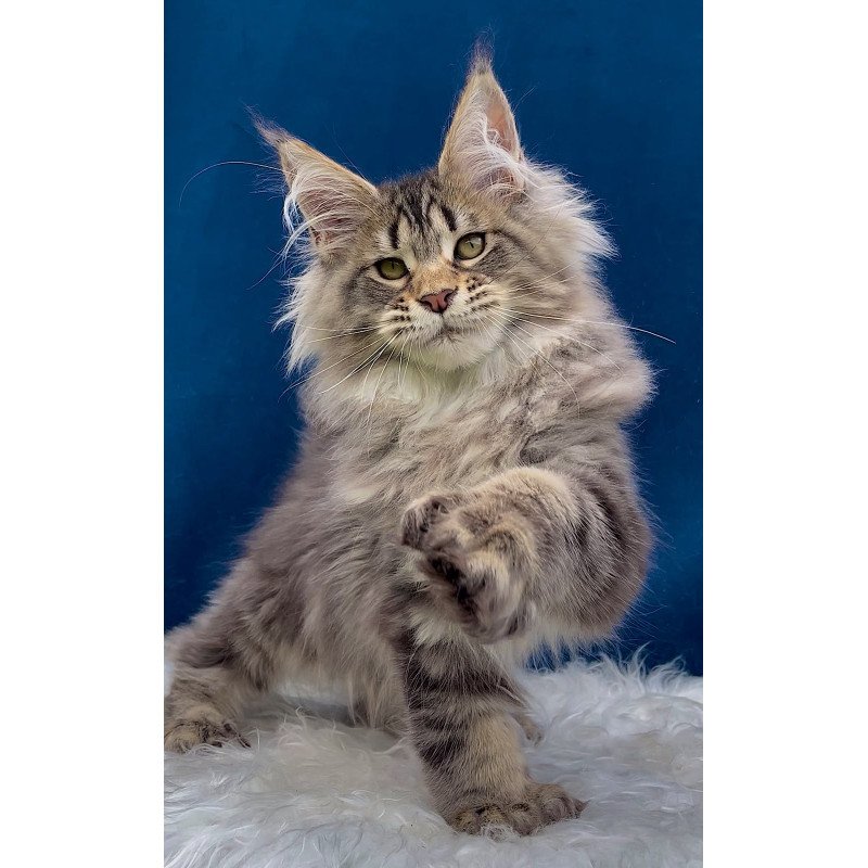 Maine Coon EZ Verona Polydactyl
