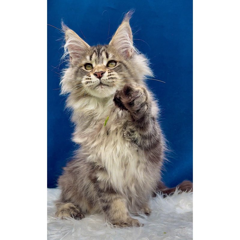 Maine Coon EZ Verona Polydactyl